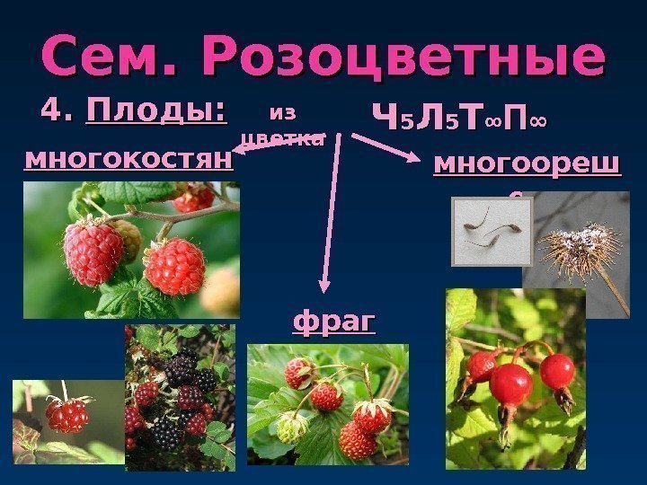 Сем. Розоцветные 4. 4.  Плоды: многокостян кака из из цветка многоореш екек. ЧЧ