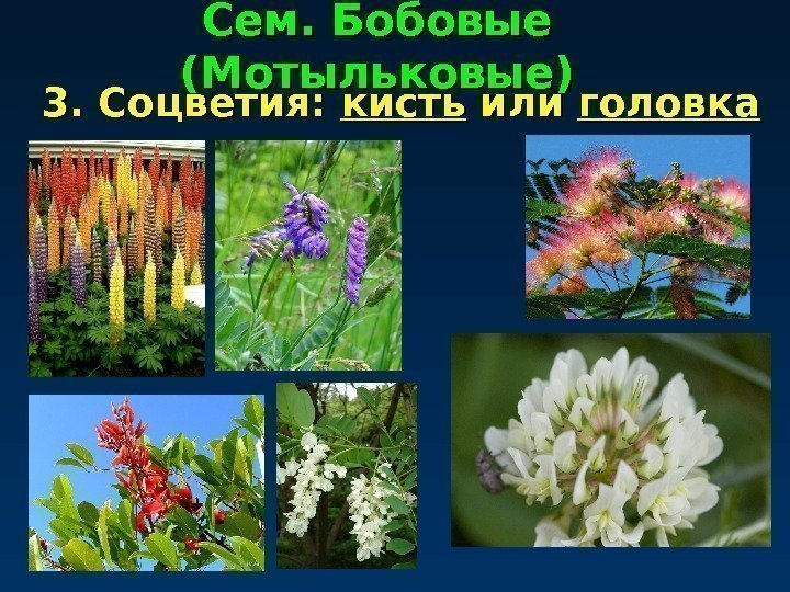 Сем. Бобовые (Мотыльковые) 3. Соцветия:  кисть или головка 