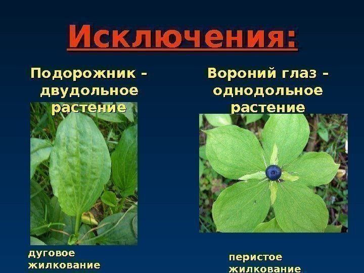 Исключения: Подорожник – двудольное растение дуговое жилкование Вороний глаз – однодольное растение перистое жилкование