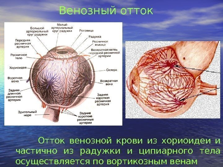 Венозный отток Отток венозной крови из хориоидеи и частично из радужки и ципиарного тела
