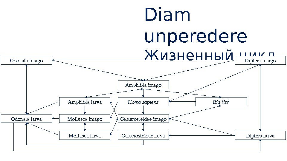 Diam unperedere Жизненный цикл Amphibia larva Amphibia imago Diptera imago Homo sapiens Big fish