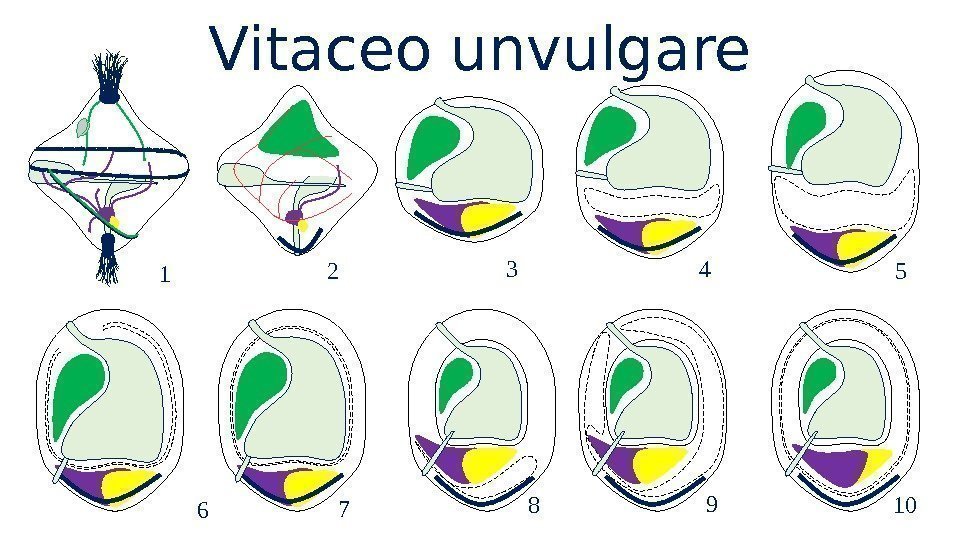 Vitaceo unvulgare 1 2 3 4 5 6 7 8 9 10 