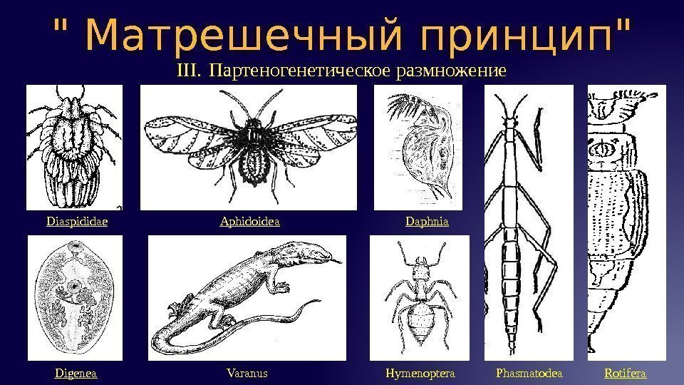 III. Партеногенетическое размножение Матрешечный принцип Diaspididae Aphidoidea Varanus Daphnia Phasmatodea. Hymenoptera Rotifera Digenea 