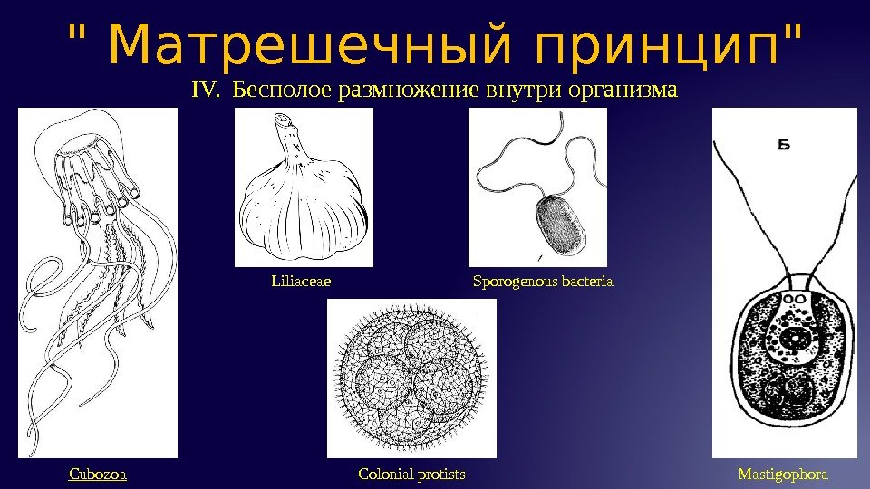 IV. Бесполое размножение внутри организма Матрешечный принцип Cubozoa Liliaceae Sporogenous bacteria Colonial protists Mastigophora