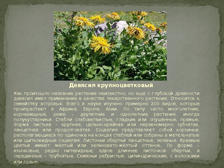 Девясил крупноцветковый Как произошло название растения неизвестно,  но ещё с глубокой древности девясил