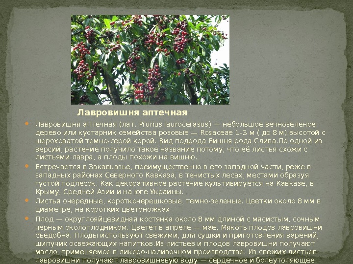 Лавровишня аптечная (лат. Prunus laurocerasus) — небольшое вечнозеленое дерево или кустарник семейства розовые —
