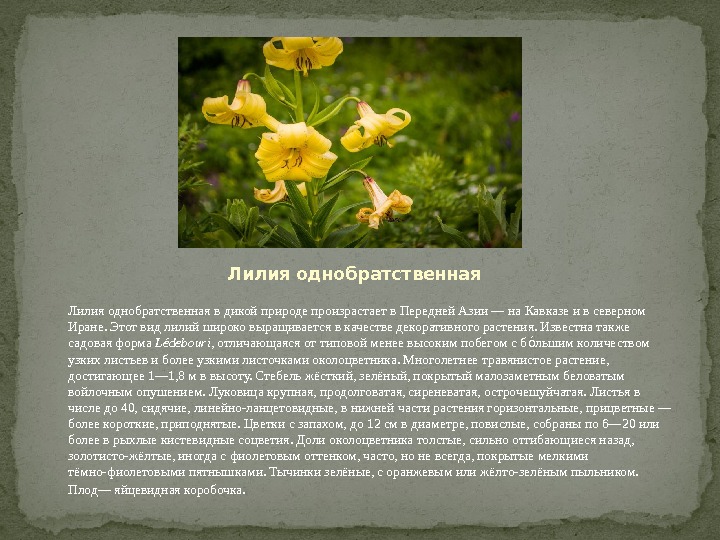 Лилия однобратственная в дикой природе произрастает в Передней Азии — на Кавказе и в