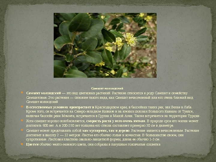 Самшит колхидский — это вид цветковых растений. Растение относится к роду Самшит и семейству
