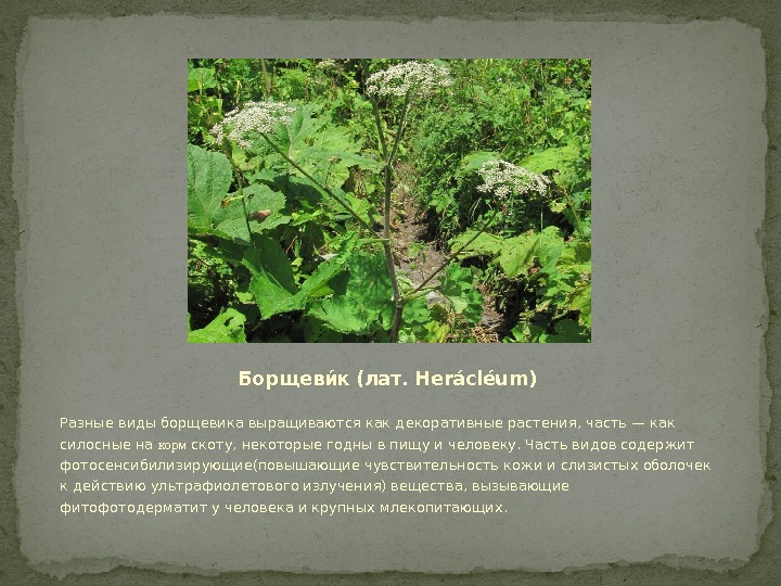 Борщевие к (лат. Herácléum) Разные виды борщевика выращиваются как декоративные растения, часть — как