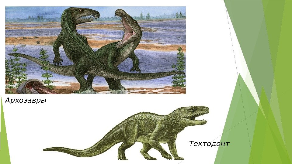 Архозавры Тектодонт   