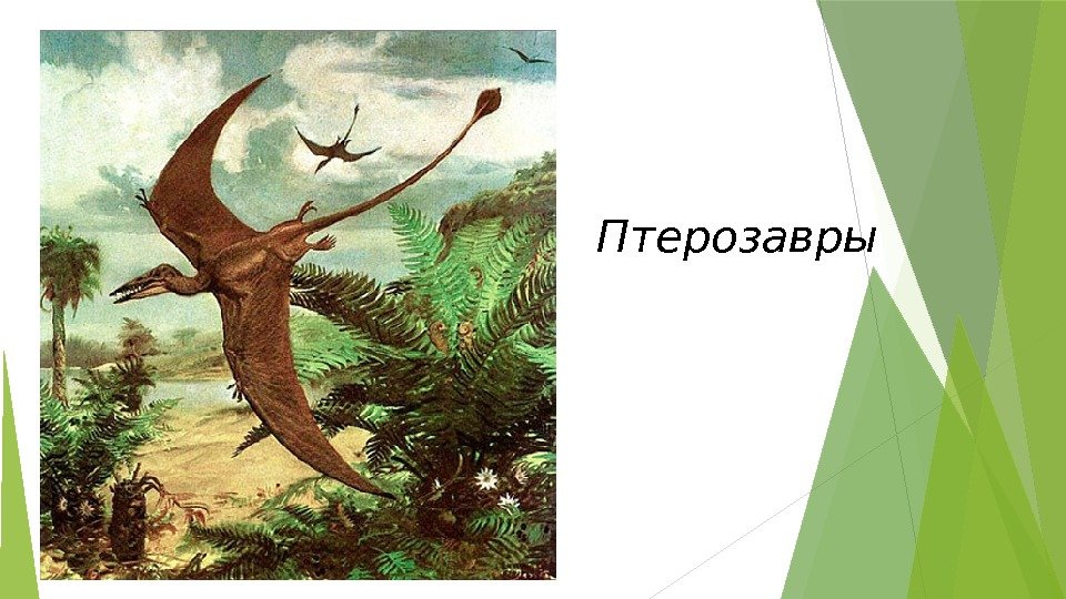 Птерозавры   
