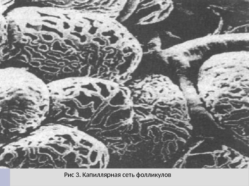 Рис 3. Капиллярная сеть фолликулов 