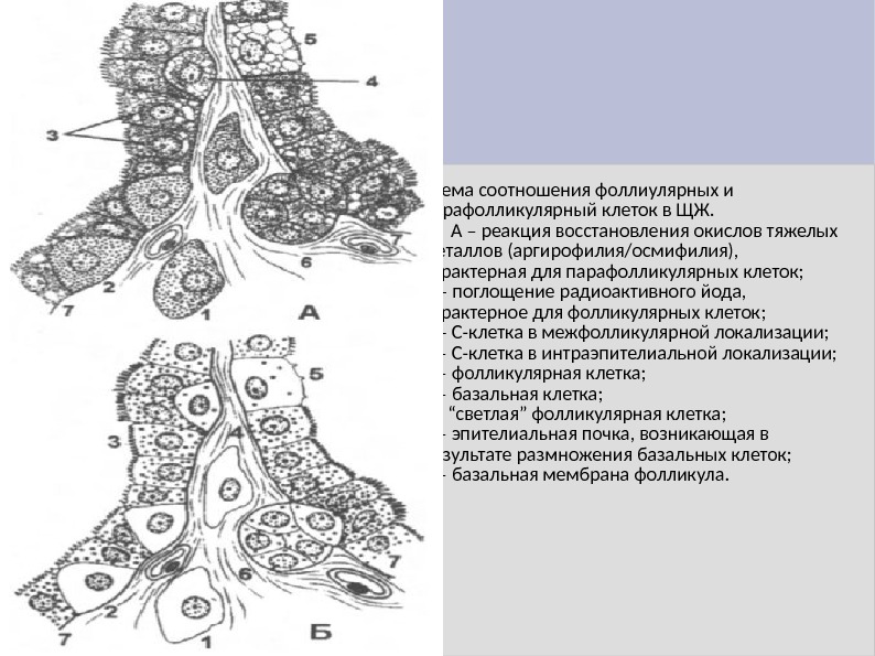 Схема соотношения фоллиулярных и парафолликулярный клеток в ЩЖ. А – реакция восстановления окислов тяжелых