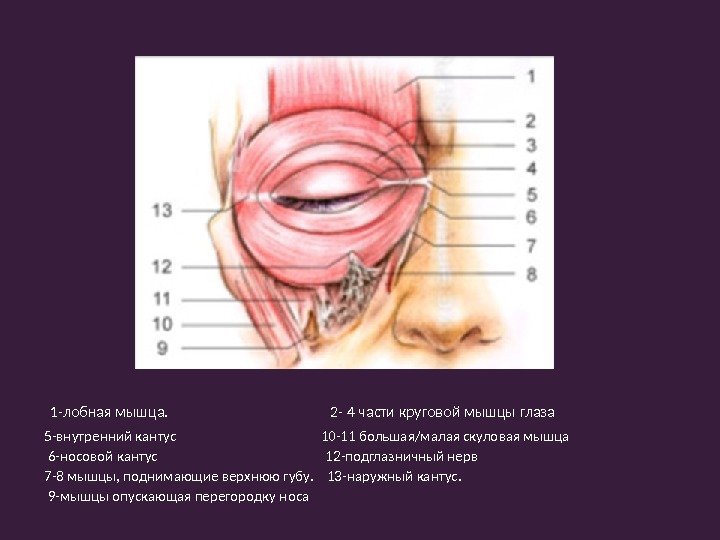  1 -лобная мышца.     2 - 4 части круговой мышцы