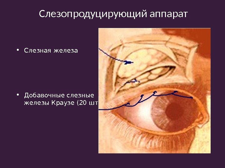 Слезопродуцирующий аппарат • Слезная железа • Добавочные слезные железы Краузе (20 шт. ) 