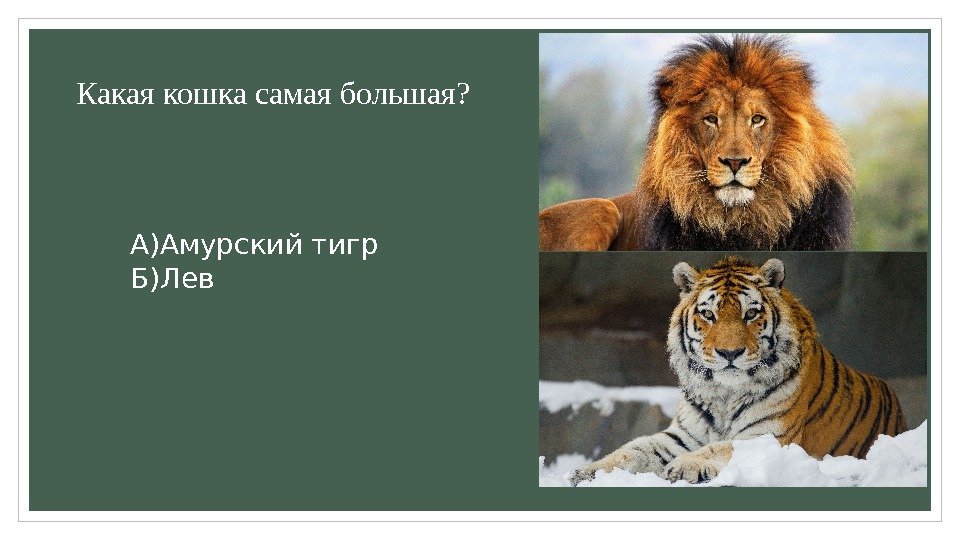 Какая кошка самая большая? А)Амурский тигр Б)Лев 