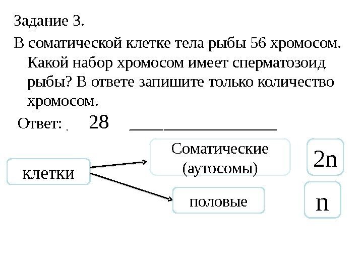 Задание 3. В соматической клетке тела рыбы 56 хромосом.  Какой набор хромосом имеет