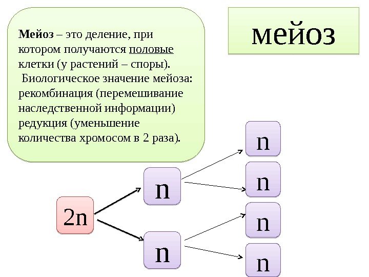 мейоз. Мейоз – это деление, при котором получаются половые  клетки (у растений –