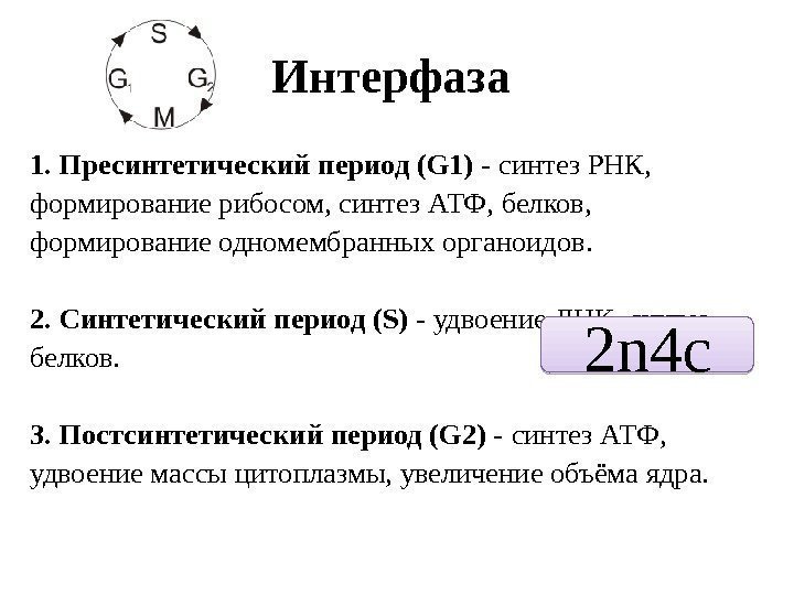 Интерфаза 1. Пресинтетическийпериод(G 1)- синтез РНК,  формирование рибосом, синтез АТФ, белков,  формирование