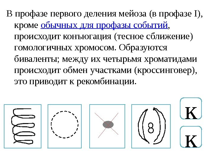 В профазе первого деления мейоза (в профазе I),  кроме обычных для профазы событий