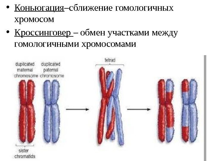  • Коньюгация –сближение гомологичных хромосом • Кроссинговер – обмен участками между гомологичными хромосомами