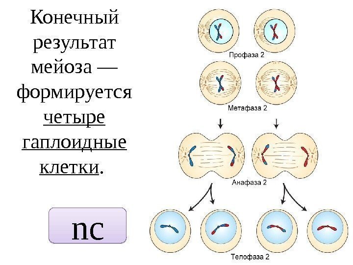 Конечный результат мейоза — формируется четыре гаплоидные клетки.  nc 2 B 47 