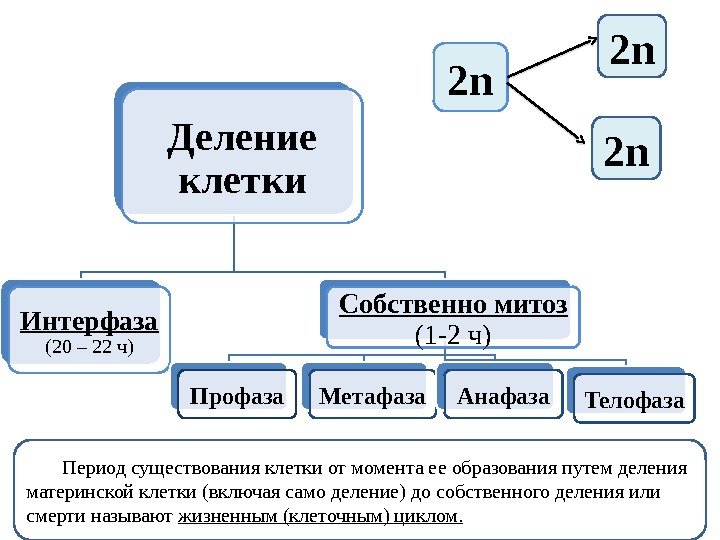 Деление клетки Интерфаза (20 – 22 ч) Собственномитоз (1 -2 ч) Профаза Метафаза Анафаза