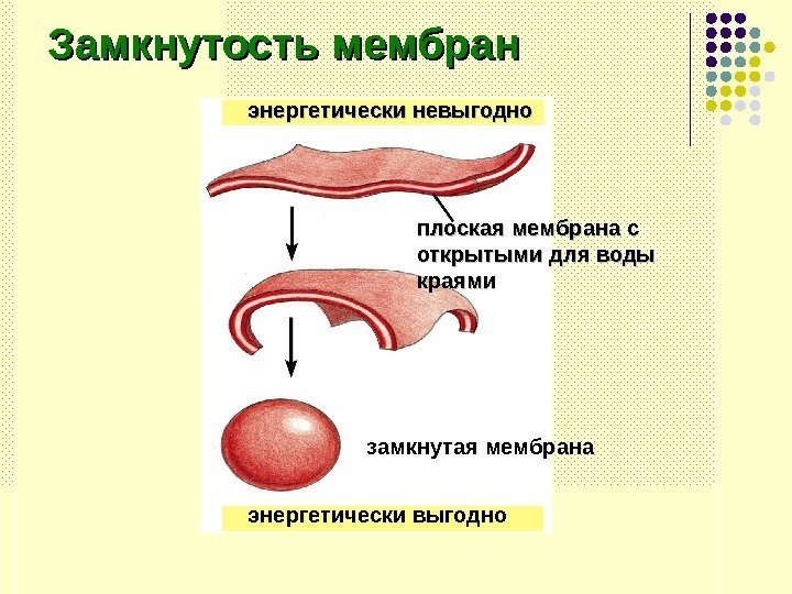   Замкнутость мембран энергетически невыгодно плоская мембрана с открытыми для воды краями замкнутая