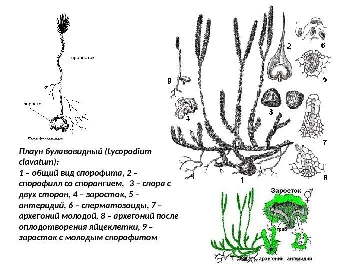 Плаун булавовидный (Lycopodium clavatum): 1 – общий вид спорофита, 2 – спорофилл со спорангием,
