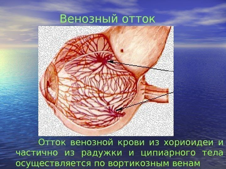   Венозный отток Отток венозной крови из хориоидеи и частично из радужки и