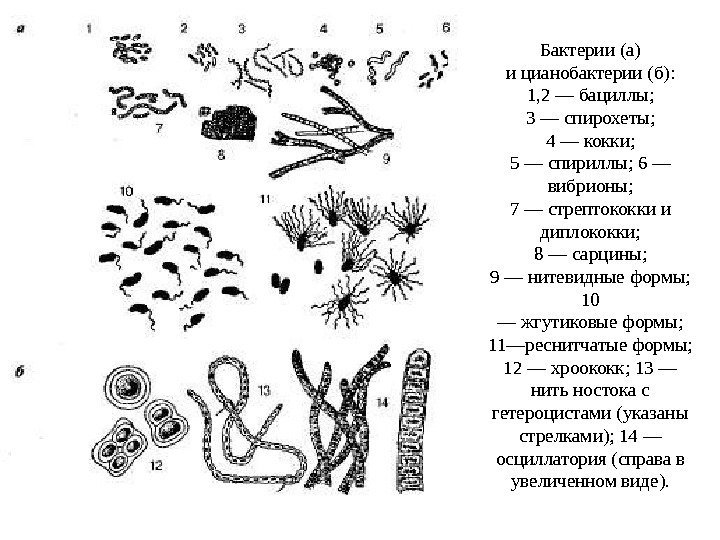 Бактерии (а) и цианобактерии (б):  1, 2 — бациллы;  3 — спирохеты;
