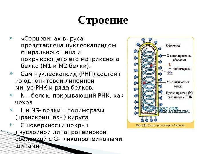  «Серцевина» вируса представлена нуклеокапсидом спирального типа и покрывающего матриксного белка (М 1 и