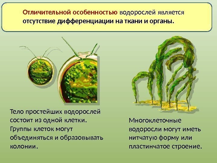 Многоклеточные водоросли могут иметь нитчатую форму или пластинчатое строение. Отличительной особенностью водорослей является отсутствие