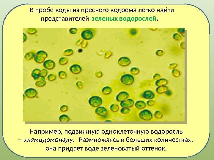 Например, подвижную одноклеточную водоросль – хламидомонаду. Размножаясь в больших количествах,  она придает воде