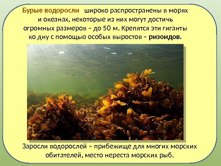 Заросли водорослей – прибежище для многих морских обитателей, место нереста морских рыб. Бурые водоросли