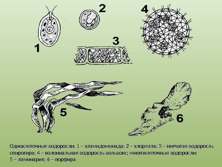 Одноклеточные водоросли: 1 – хламидомонада; 2 – хлорелла; 3 – нитчатая водоросль спирогира; 4