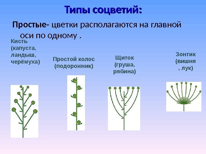 Типы соцветий: Простые- цветки располагаются на главной оси по одному. Кисть (капуста,  ландыш,