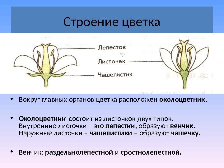 Строение цветка • Вокруг главных органов цветка расположен околоцветник.  • Околоцветник  состоит