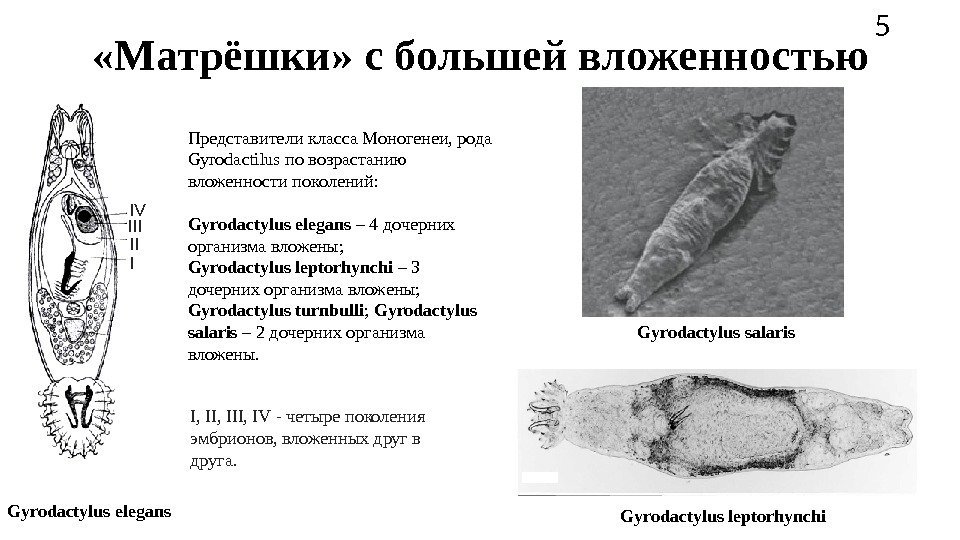  «Матрёшки» с большей вложенностью Gyrodactylus elegans I, III, IV - четыре поколения эмбрионов,