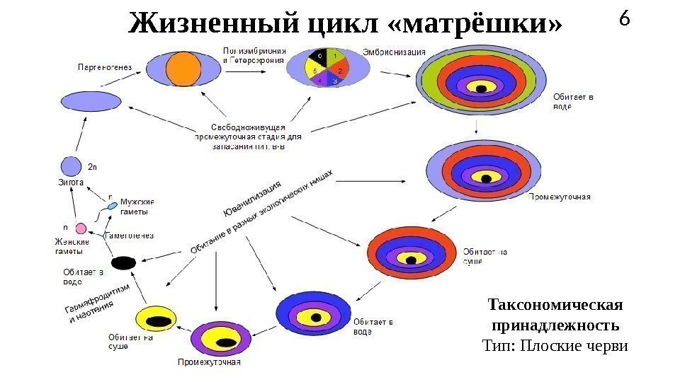 Жизненный цикл «матрёшки» 6 Таксономическая принадлежность Тип: Плоские черви 