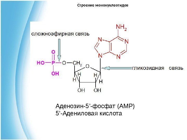 Строение мононуклеотидов Аденозин-5 ’ -фосфат ( AMP ) 5 ’ -Адениловая кислота 