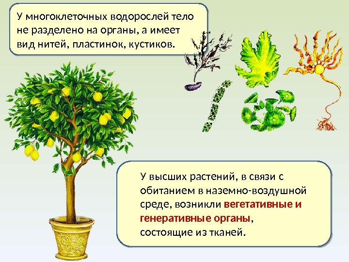 У высших растений, в связи с обитанием в наземно-воздушной среде, возникли вегетативные и генеративные