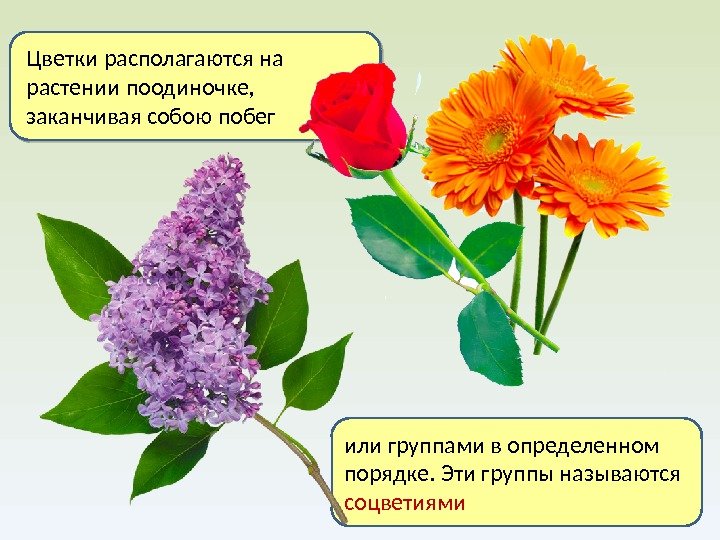 Цветки располагаются на растении по одиночке,  заканчивая собою побег или группами в определенном