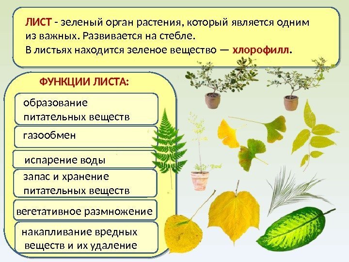ЛИСТ - зеленый орган растения, который является одним из важных. Развивается на стебле. В