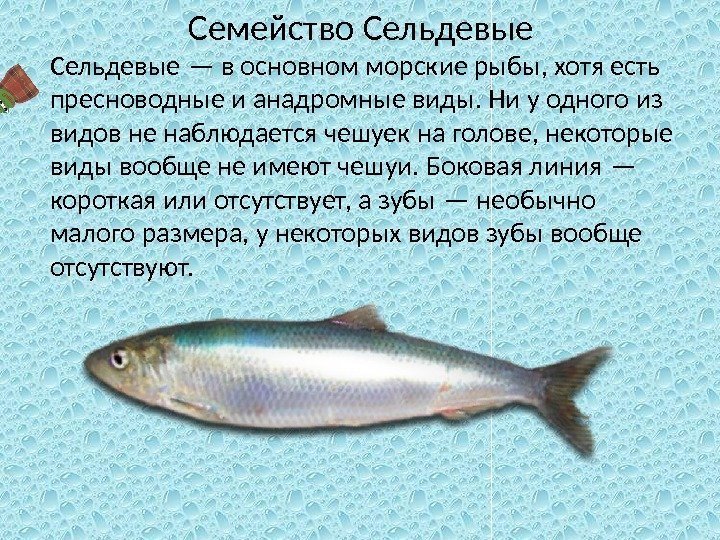 Семейство Сельдевые — в основном морские рыбы, хотя есть пресноводные и анадромные виды. Ни