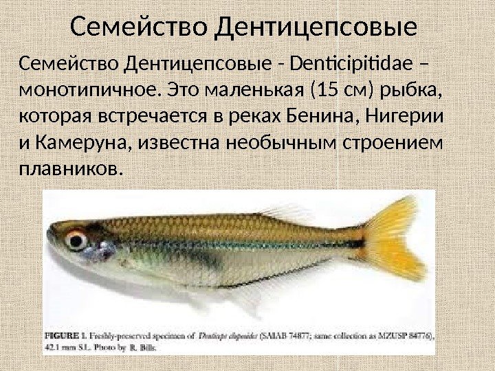 Семейство Дентицепсовые - Denticipitidae – монотипичное. Это маленькая (15 см) рыбка,  которая встречается