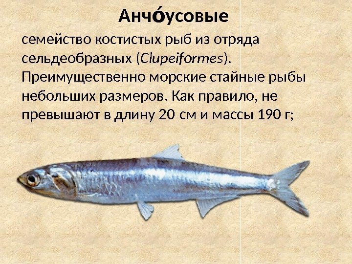 Анч усовыеоа семейство костистых рыб из отряда сельдеобразных ( Clupeiformes ).  Преимущественно морские