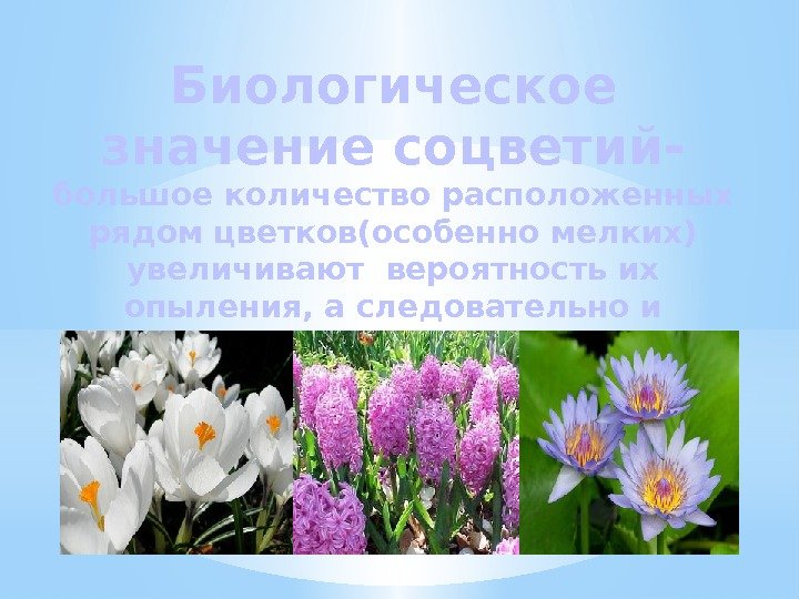 Биологическое значение соцветий- большое количество расположенных рядом цветков(особенно мелких) увеличивают вероятность их опыления, а