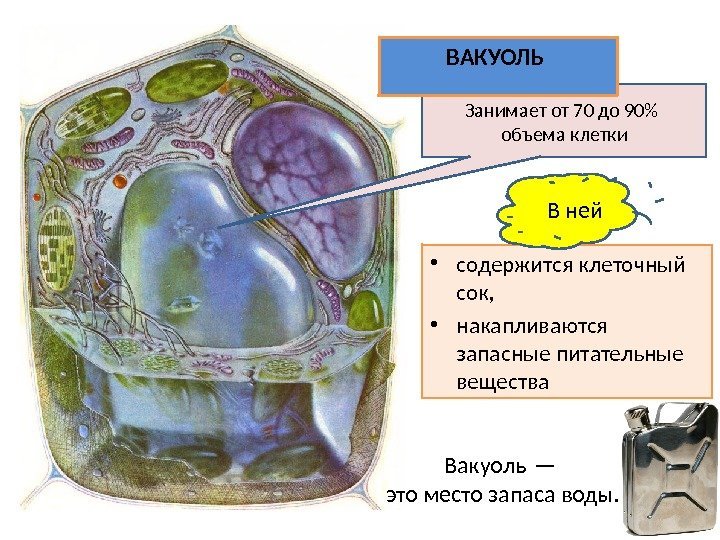  • содержится клеточный сок,  • накапливаются запасные питательные вещества Занимает от 70