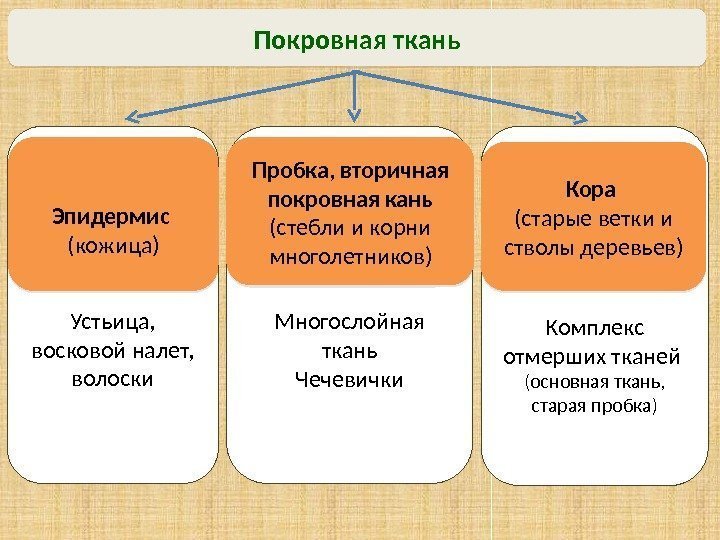 Покровная ткань Комплекс отмерших тканей (основная ткань,  старая пробка)Устьица,  восковой налет, 